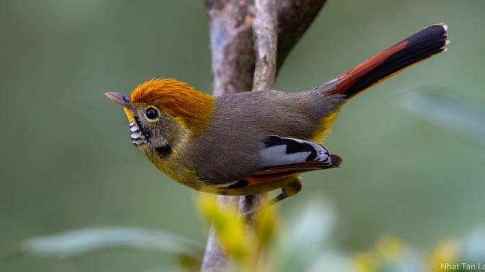 An insight into the rare birds of Hoang Lien national park